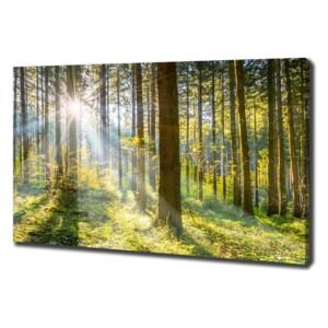 Imprimare tablou canvas Pădurea în soare
