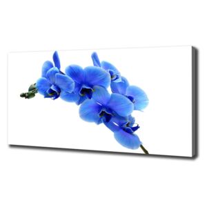 Tablou pe pânză Albastru orhidee