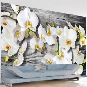 Fototapet - Callous orchids III 350x245 cm
