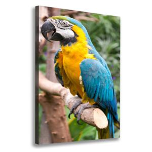 Tablou canvas Ara papagal