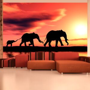 Bimago Fototapet - Elephants: Family 400x309 cm