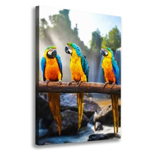 Tablou pe pânză Papagali Macaws