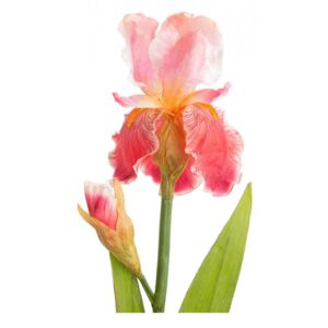 Floare artificiala rosu corai/roz din poliester si PVC 66 cm Iris Iberica Lou de Castellane