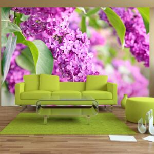Fototapet Bimago - Lilac flowers + Adeziv gratuit 350x245 cm