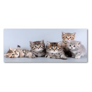 Tablou acrilic Cinci pisici