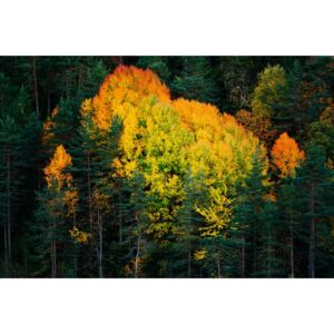 Fotografii artistice Fall colors trees, Javier Pardina
