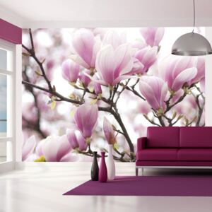 Fototapet - Magnolia bloosom 250x193 cm