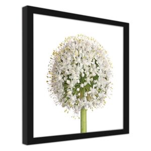 CARO Imagine în cadru - White Flower Of Garlic 20x20 cm Negru