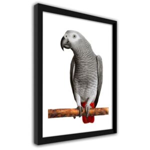 CARO Imagine în cadru - African Gray Parrot 30x40 cm Negru