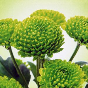 Falc Tablou pe pânză - Green flower, 28x28 cm