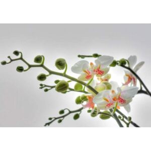 Fototapet floral Orhidee albe
