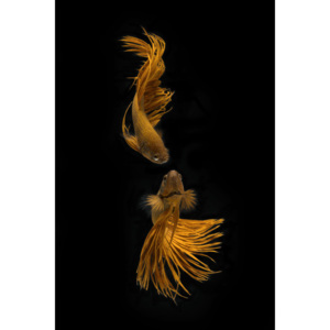 Fotografii artistice Love Story of the Golden Fish, Ganjar Rahayu