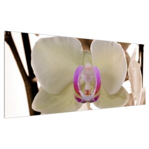 Tabllou cu orhidee (Modern tablou, K010754K12050)