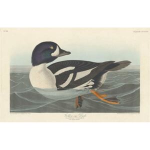 John James (after) Audubon - Golden-eye Duck, 1836 Reproducere