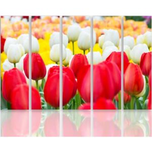 CARO Tablou pe pânză - White And Red Tulips 100x70 cm