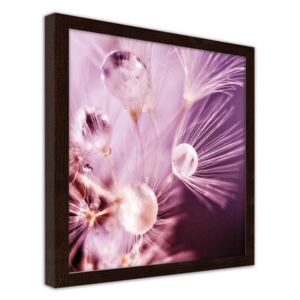CARO Imagine în cadru - Dandelion Seeds And Drops Of Water 20x20 cm Maro