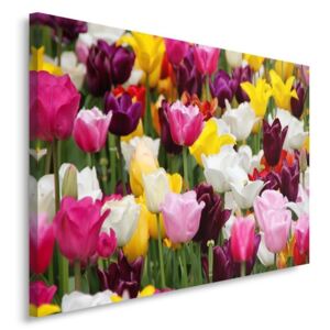 CARO Tablou pe pânză - Tulips 4 50x40 cm