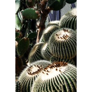 Fotografii artistice Cactus, Maurits Bausenhart