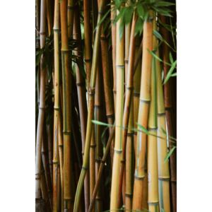 Fotografii artistice Bamboo wall, Maurits Bausenhart