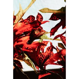 Fotografii artistice Red leaves, Maurits Bausenhart