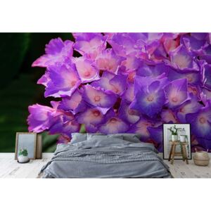 Fototapet - Flowers Hydrangea Purple Vliesová tapeta - 312x219 cm