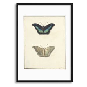 Imagine în cadru - Vintage Illustrations: Butterflies 50x70 cm