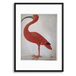 Imagine în cadru - Vintage Illustrations: Exotic Scarlet Ibis 50x70 cm