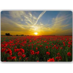 CARO Tablou metalic - Poppies At Sunset 40x30 cm