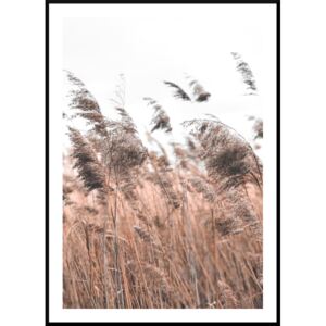 Tablou reed grass