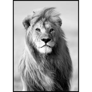 Tablou majestic lion