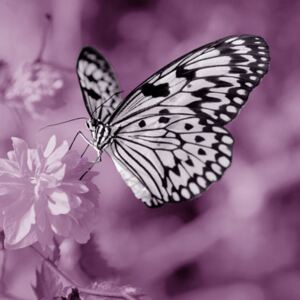 Falc Tablou pe pânză - Butterfly violet I., 30x30 cm