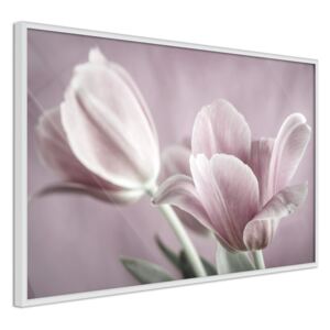 Bimago Tablou înrămat - Pastel Tulips I Cadru alb 60x40 cm