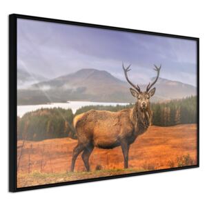 Bimago Tablou înrămat - Majestic Deer Cadru negru 60x40 cm