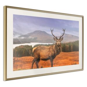 Bimago Tablou înrămat - Majestic Deer Cadru auriu cu passe-partout 60x40 cm