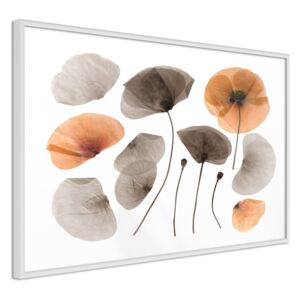 Bimago Tablou înrămat - Dried Poppies Cadru alb 60x40 cm