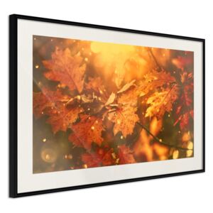 Bimago Tablou înrămat - Golden Autumn Cadru negru cu passe-partout 60x40 cm