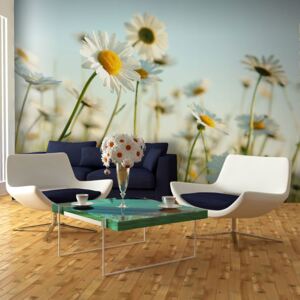 Fototapet Bimago - Daisies - spring meadow + Adeziv gratuit 450x270 cm