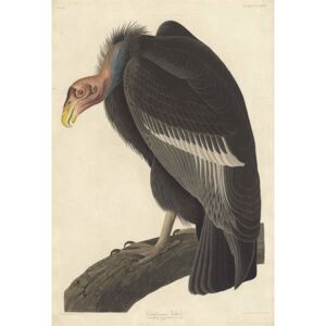 Californian Vulture, 1838 Reproducere, John James (after) Audubon