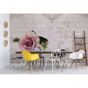 Fototapet - Pink Rose Vintage Design White Wood Texture Vliesová tapeta - 368x254 cm