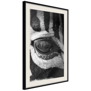 Bimago Tablou înrămat - Zebra Is Watching You Cadru negru cu passe-partout 40x60 cm