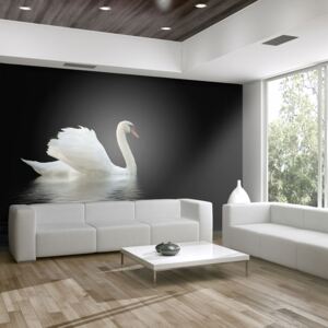 Fototapet Bimago - Swan (Black And White) + Adeziv gratuit 200x154 cm