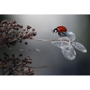 Fotografii artistice Ladybird on hydrangea., Ellen van Deelen