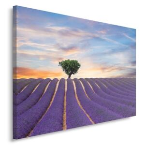 CARO Tablou pe pânză - Lavender Field 40x30 cm