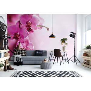 Fototapet GLIX - Orchids Flowers + adeziv GRATUIT Tapet nețesute - 368x254 cm