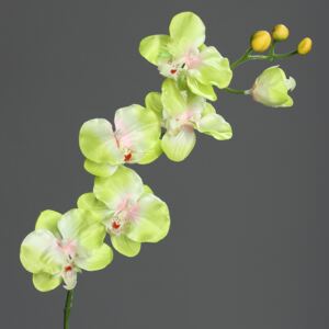 Orhidee artificiala fir verde-crem - 72 cm