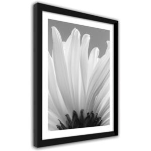 CARO Imagine în cadru - White Chrysanthemums 2 30x40 cm Negru