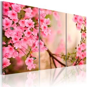 Bimago Tablou - Cherry Flower 120x80 cm