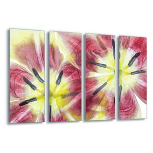 Tablou pe sticlă - Tulips by Mandy Disher 4 x 30x80 cm