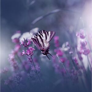 Artă fotografică Lavender Queen, Juliana Nan