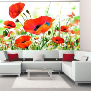 Fototapet - Country poppies 200x154 cm